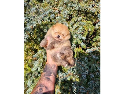 Μωρά Pomeranian ανώτερης γενετικής